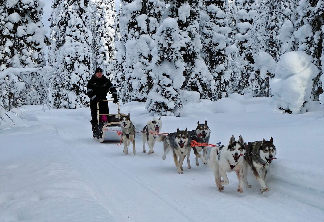 Die Hundeschlitten-Safari ist ein Höhepunkt jeder Tour durch das winterliche Finnland.