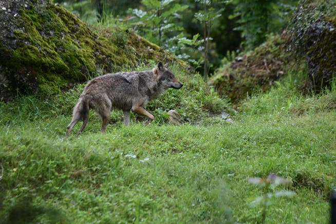 Symbolbild: Ein Wolf im Tierpark Goldau. (Bild: Romano Cuonz)