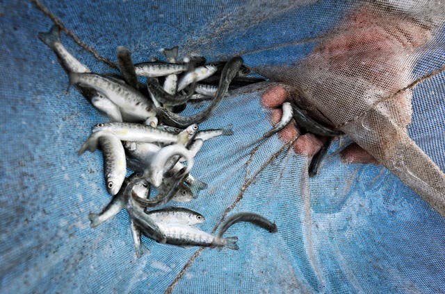 In Buttisholz sollen zwar keine Seeforellen (Bild) gezüchtet werden - aber Edelfische. (Symbolbild Neue LZ)