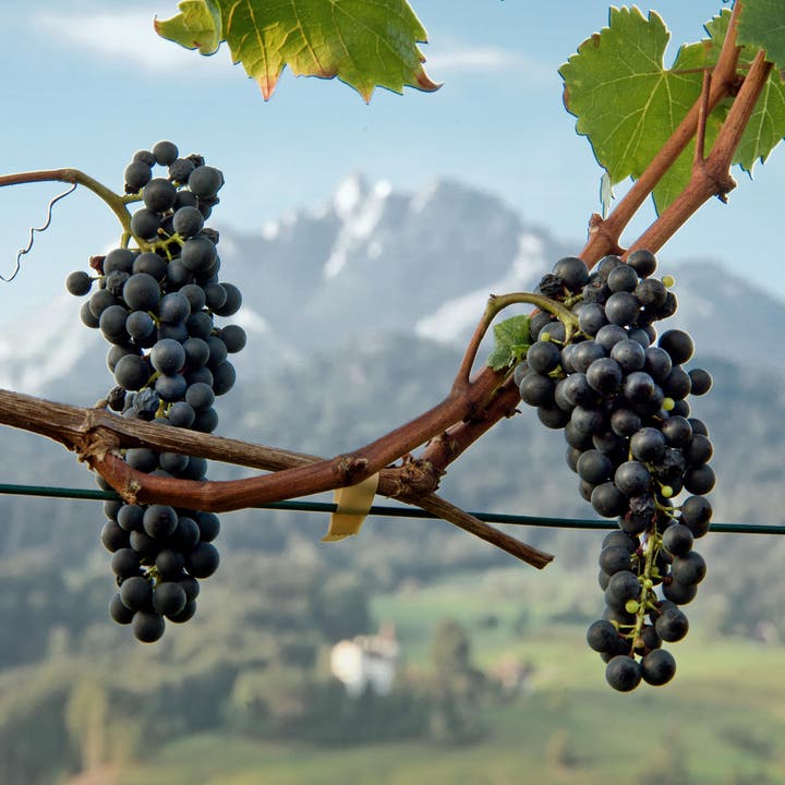 Geschätzte 350 Kilo Trauben wurden von den 3500 Rebstöcken in Kriens gelesen. Es ist das erste Mal, dass in Kriens Wein geerntet wird. (Bild: Pius Amrein / Neue LZ)