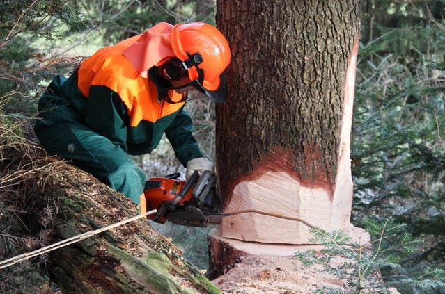 «Die Motorsägen dürfen jetzt nicht still stehen» schreiben die Luzerner Waldeigentümer zu diesem Bild. (Bild: PD)