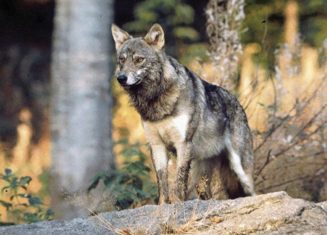 Der Wolf ist streng geschützt. Nur in Ausnahmefällen darf er abgeschossen werden. (Bild: Romano Cuonz (27. Juni 2015))