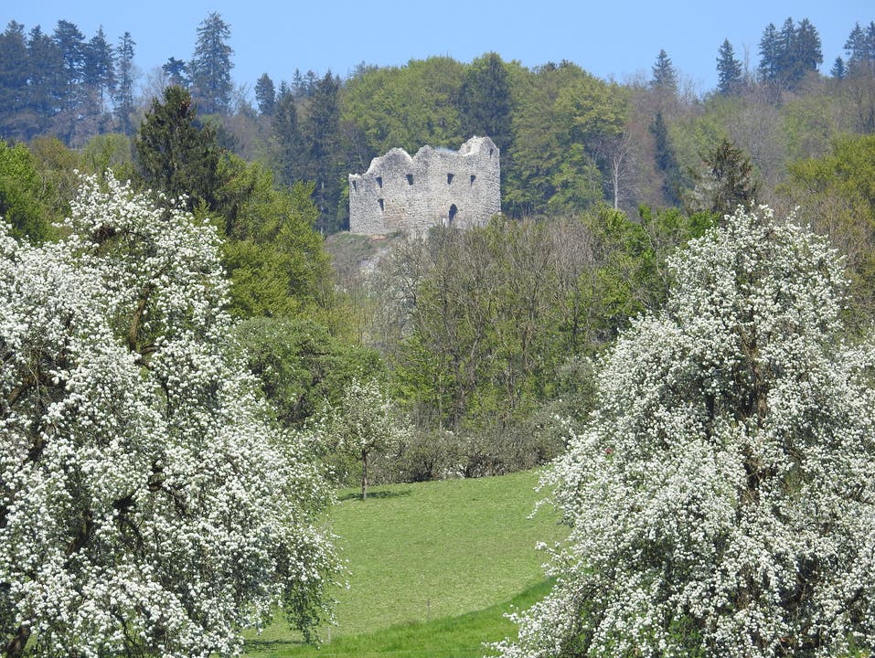 Zwischen den Blüten thront stolz die Nünegg-Burg bei Lieli. (Bild: Beat Borner)