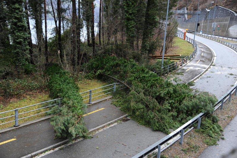 Umgestürzte Bäume beim Umfahrungstunnel in Flüelen. Diese Stelle wird für den Verkehr bis am Freitag gesperrt (Einfahrt ins Dorf Flüelen von Sisikon her kommend auf der Axenstrasse). (Bild: Urs Hanhart)