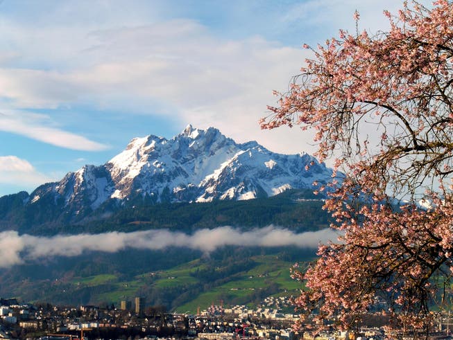 Frühling in Luzern. (Bild: Leserbild: Walter Buholzer)