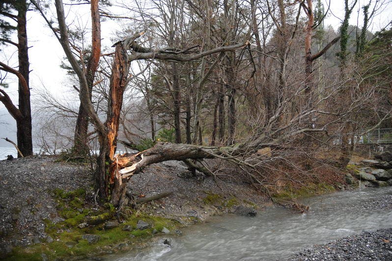 Der Sturm hat einen Baum an der Isleten abgeknickt. (Bild: Urs Hanhart)
