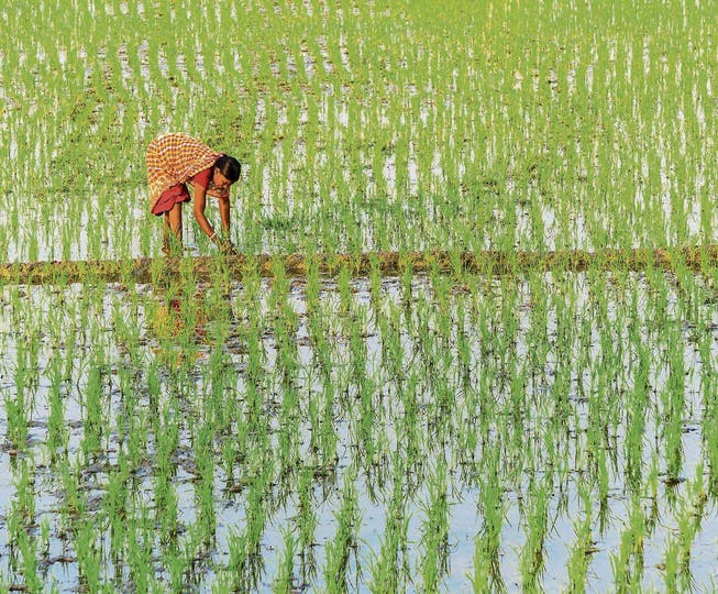 Die Bauern der Zukunft werden Frauen sein, sagt Bina Agarwal. (Bild: Frank Bienewald/Getty (Kalkutta, 2. Mai 2017))