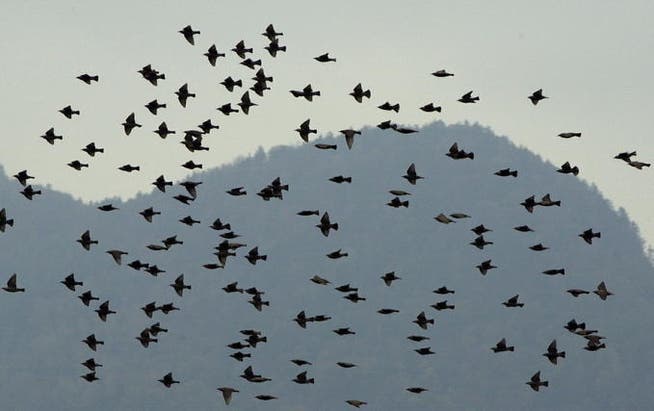 Zugvögel auf ihrem Weg in den Süden. (Symbolbild Archiv LZ)