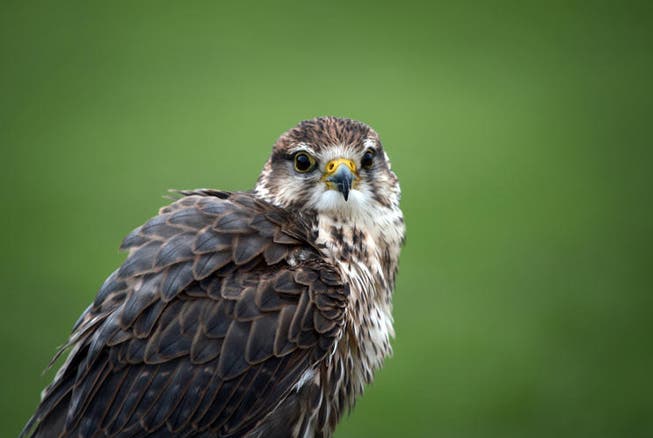 Mit Falken sollen andere Vogelarten vom Flugplatz vertrieben werden. (Bild: Archiv Pius Amrein / Neue LZ)