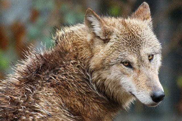 Ein Wolf soll in Baar gesichtet worden sein. Im Archivbild: Ein Wolf im Jahr 2005 in seinem Gehege im Zürcher Zoo. (Bild: KEYSTONE/Steffen Schmidt)