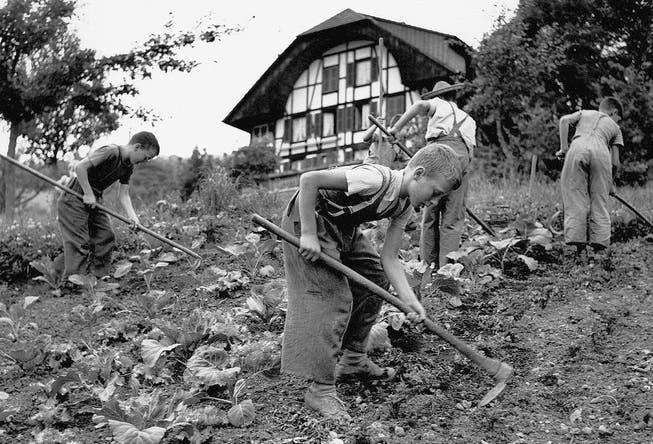 Heim- und Verdingkinder arbeiten in einer Armenerziehungsanstalt im Kanton Bern auf dem Feld. (Bild: Walter Studer/Keystone (Wattenwil, Juli 1954))