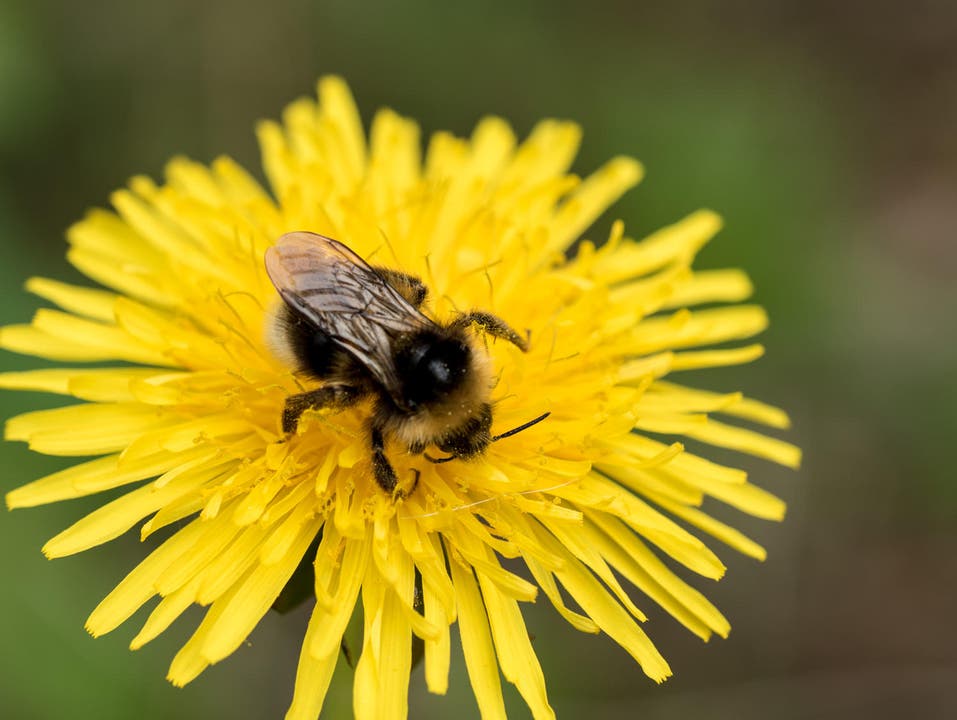 So klein und doch so wichtig: gäbe es unsere fleissigen Bienchen nicht, würde bald nichts mehr blühen. (Bild: Theres Nussbaumer)