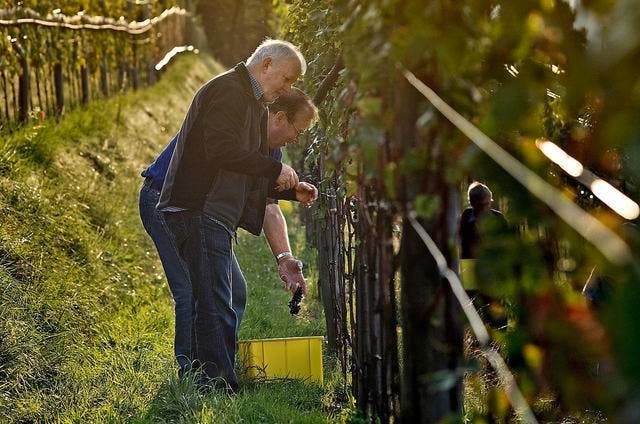 Mitglieder der Rebbaugenossenschaft Sonnenberg beim frühmorgendlichen Lesen der ersten Weintrauben. (Bild Pius Amrein)