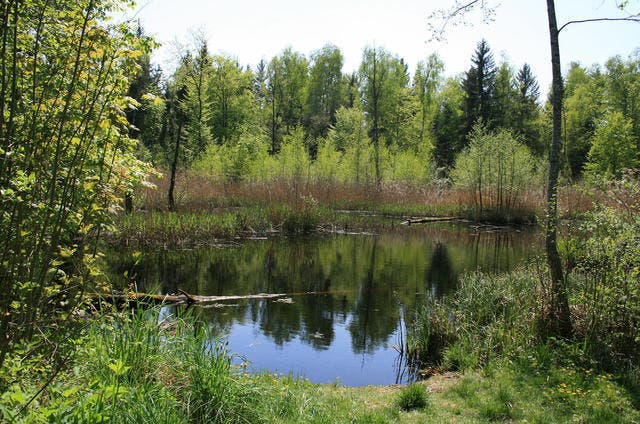 Ein Bijoux aus Wald, Wasser und viel Natur: Chüsenrainwald in Neuenkirch. (Bild: PD)
