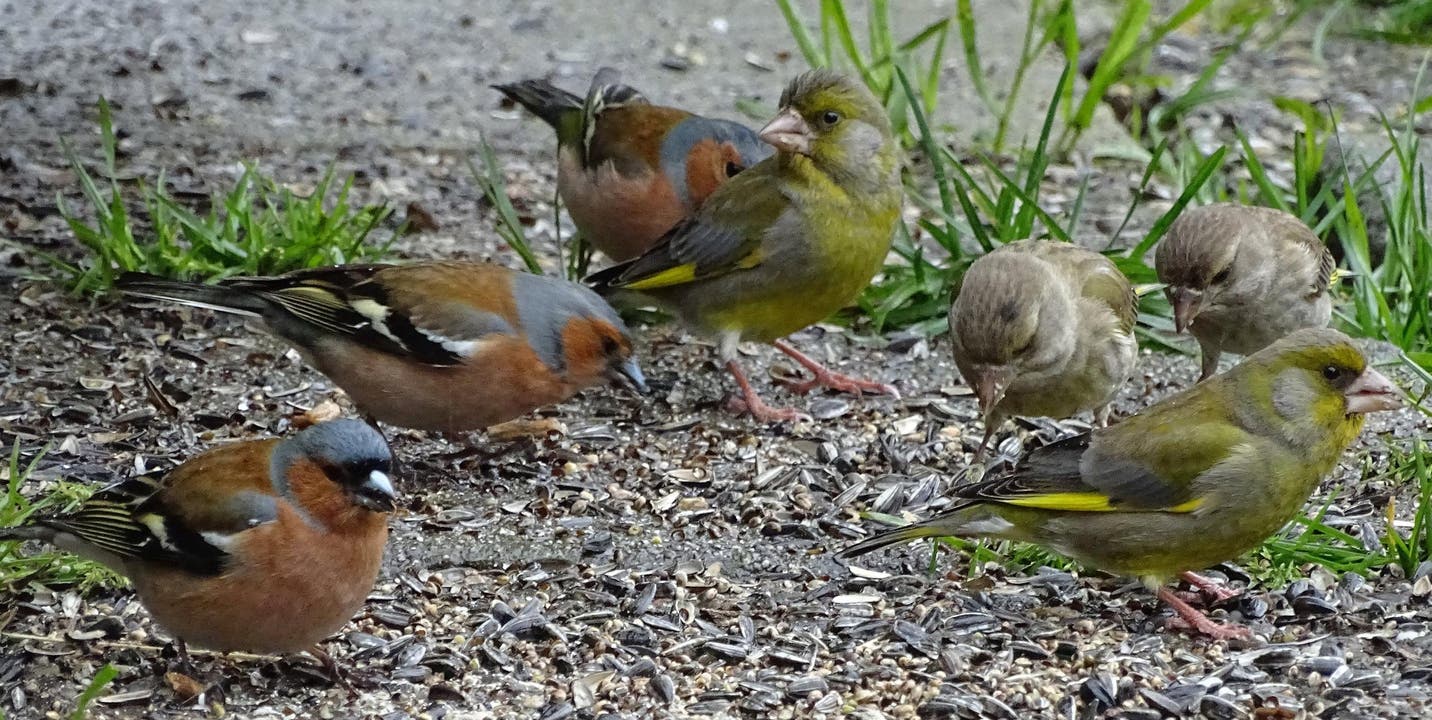 Im Frühling finden diese niedlichen Buchfinken und Grünfinken wieder leckere Körner in Hülle und Fülle. (Bild: Franz Portmann)