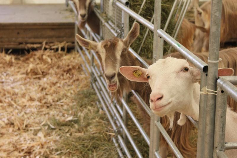 Im Bauernhof findet wieder eine Tierschau statt. Zwei Ziegen blicken neugierig gegen die Kamera. (Bild: Gian Kamlesh)