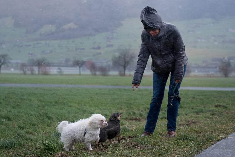 Dem Hund steht der Wind ins Gesicht geschrieben. Hundehalterin Ilinka Burkart geht trotz Sturm mit ihren Hunden beim Flugplatz Buochs spazieren. (Bild: Corinne Glanzmann)