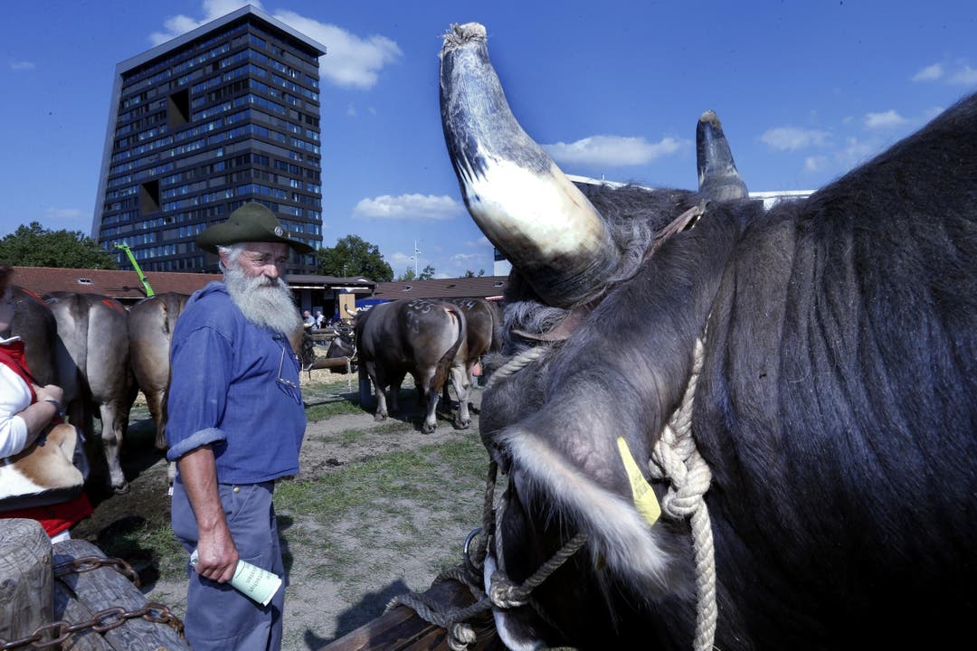 Bernard Brand aus Altdorf beim besichtigen der Stiere. (Bild: Werner Schelbert (Neue ZZ))