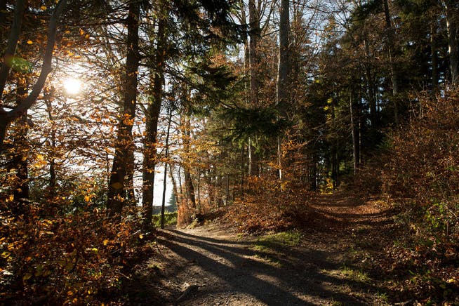 Wald im Herbstkleid bei Horw. (Archivbild Manuela Jans-Koch)