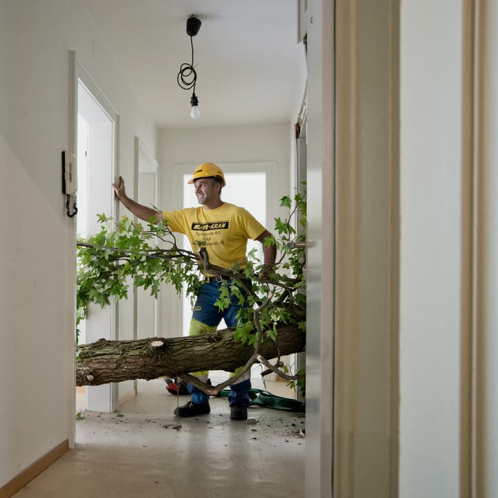Auf dem Bild zu sehen ist ein Baum ein 18 Meter langer Baumstamm der quer in der Wohnung Platz gefunden hat. (Bild: Pius Amrein / Neue LZ)
