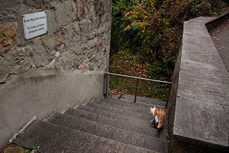 «Biotop-Weg nicht verlassen. Für Hunde und Katzen strengstens verboten», steht auf dem Schild an der Mauer. Als ob Katzen lesen könnten.... Gesehen hinter dem Schulhaus in Hergiswil. 
