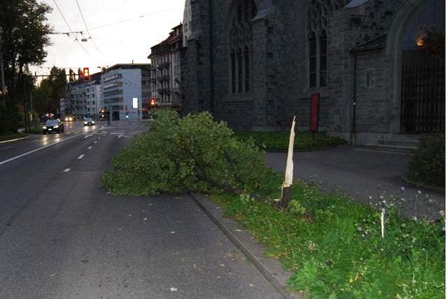 Der Baum an der Obergrundstrasse in Luzern knickte beim Aufprall des Autos um. (Bild: Luzerner Polizei)