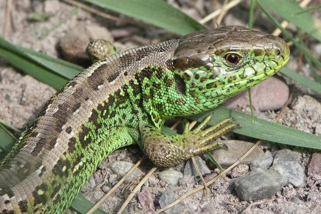 Vor allem Kehle und Körperseiten der männlichen Zauneidechsen sind während der Paarungszeit leuchtend grün gefärbt. (Bild: PD)