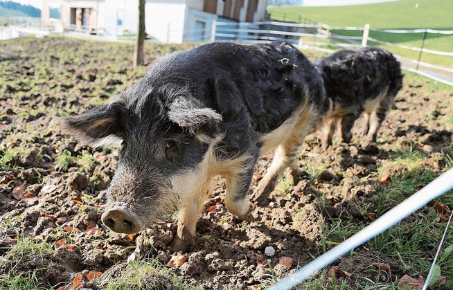 Die Wollschweine Schnittlauch (vorne) und Peterli: Sie waren ihrer Besitzerin sehr ans Herz gewachsen. Aber es gab kein Zurück. (Bild: Astrid Bossert Meier)