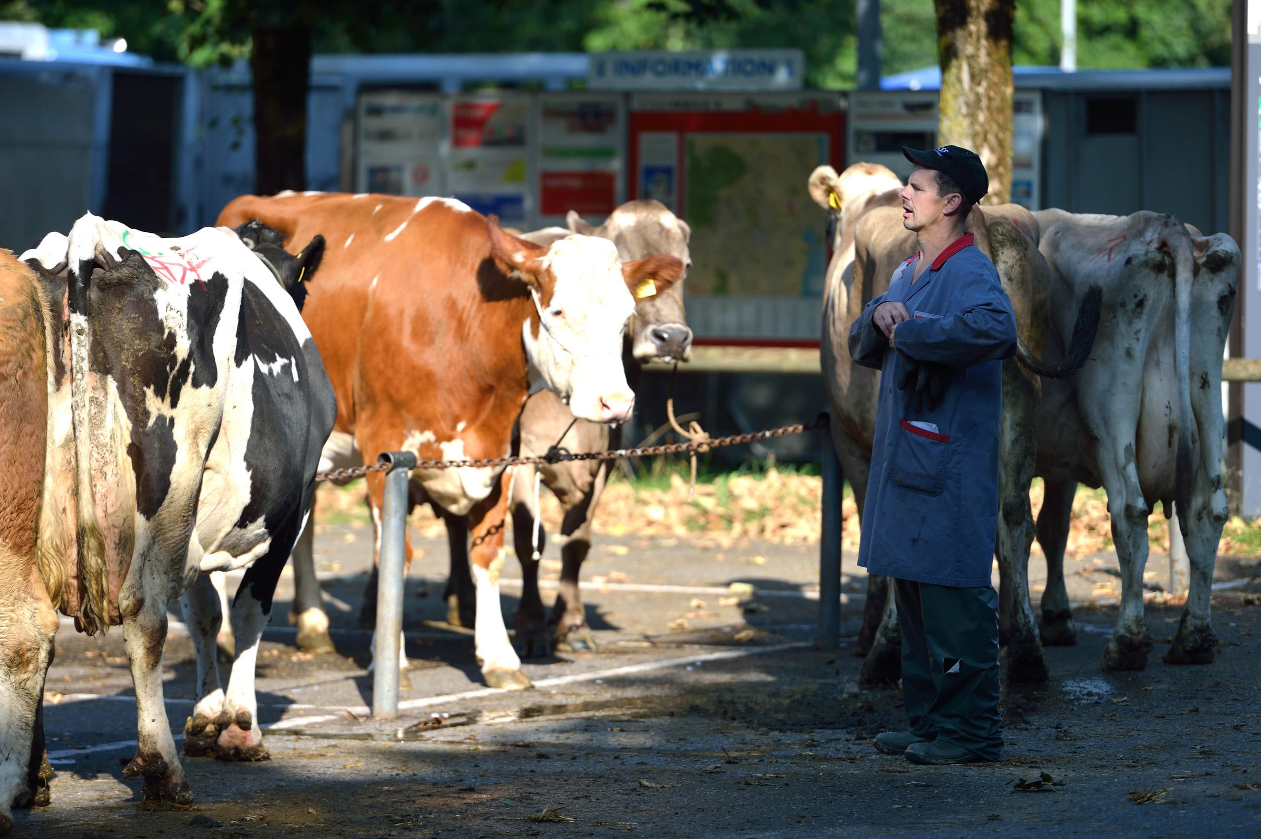 LANDWIRTSCHAFT: Schlachtviehmarkt Zieht Von Sursee Nach Eschenbach