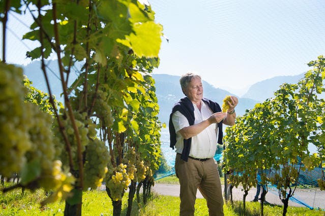 Weinbauer Toni Ottiger bei seinen Rebstöcken auf der Horwer Halbinsel. (Bild: Corinne Glanzmann)