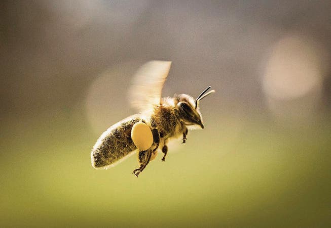 Nicht überall stehen genügend Honigbienen und Wildbienen zur Bestäubung zur Verfügung. (Bild: Frank Rumpenhorst/Keystone)