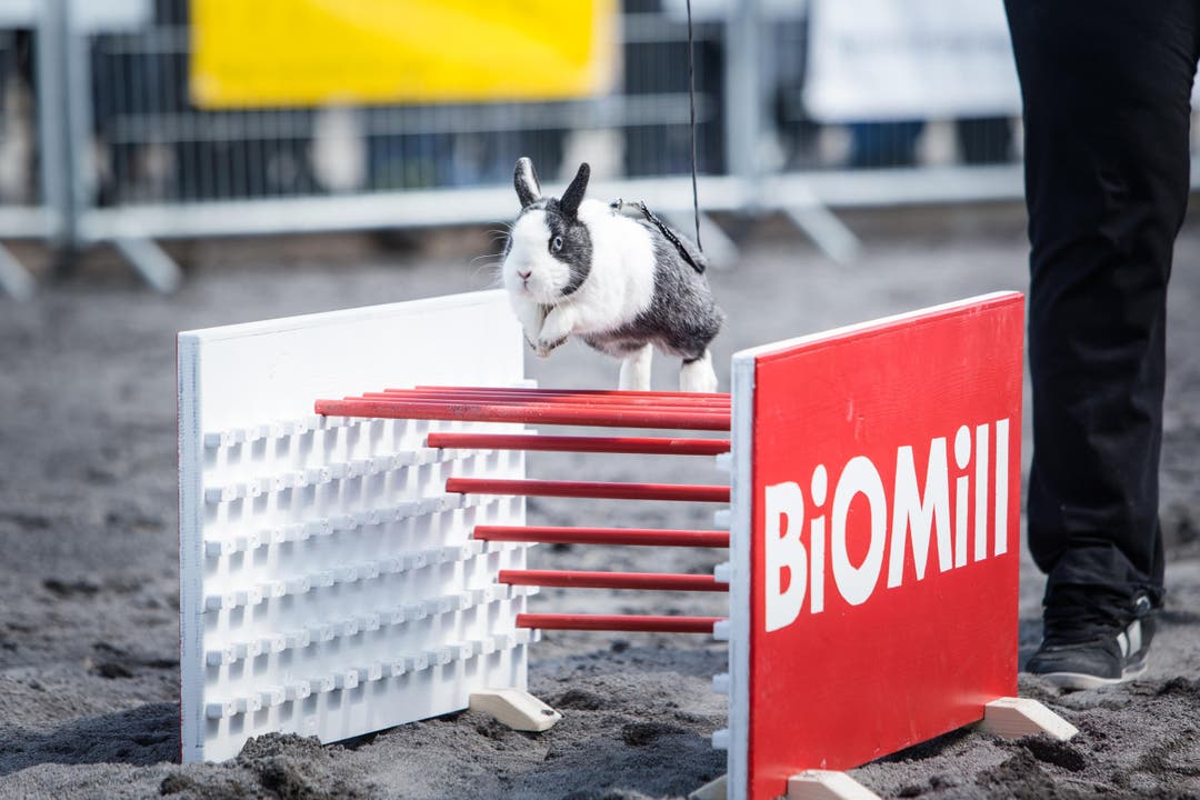 Kaninhopp, ein Hindernisparcours für Hasen in der Arena an der Luga. (Bild: Roger Gruetter / Neue LZ)