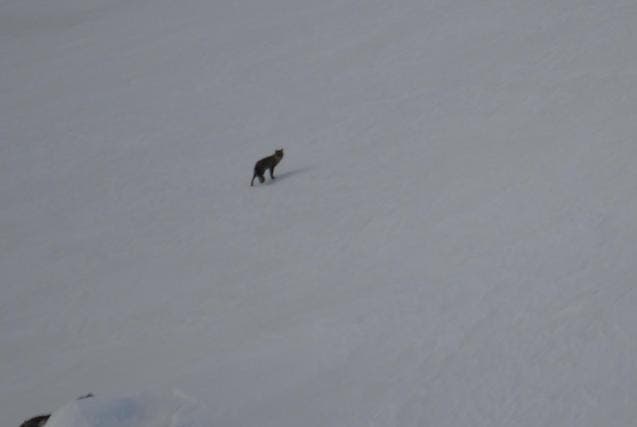 Der Hüttenwart der Etzlihütte hat vermutlich am 21. März den Wolf fotografiert. (Bild: Leserreporter)