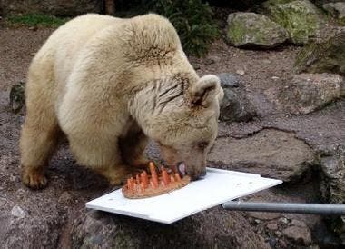 Fränzi beim Verzehr der bärengerechten Geburtstagstorte. (Bild pd)