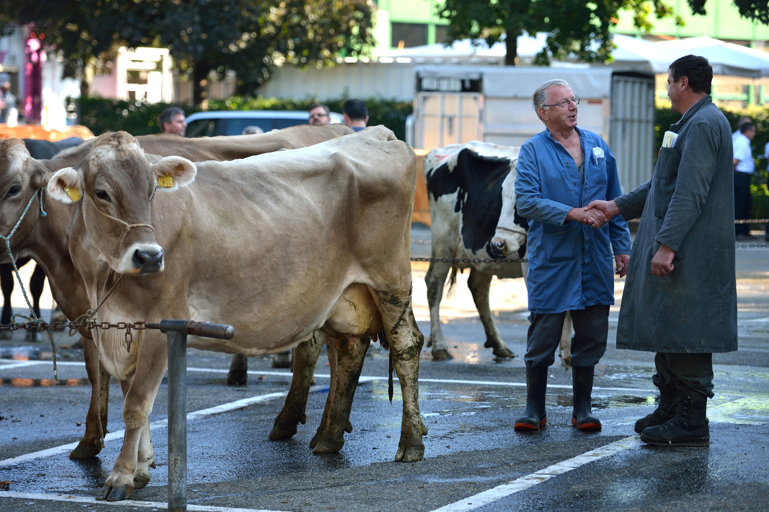 LANDWIRTSCHAFT: Schlachtviehmarkt Zieht Von Sursee Nach Eschenbach