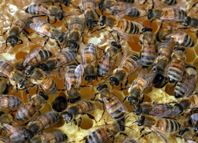 Bienen auf einer Wabe. (Bild Christof Borner-Keller/Neue ZZ)