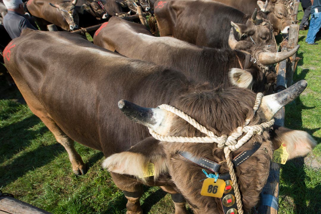 Der Zuger Stierenmarkt bildet auch dieses Jahr den Auftakt für die Herbstmärkte beim Braunvieh. (Bild: Keystone / Urs Flüeler)