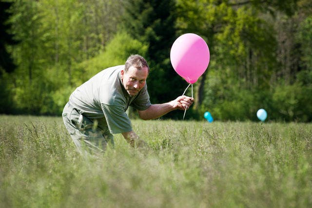Landwirt Roman Abt befestigt auf einer Wiese in Sempach Ballone an Gräsern, um so Rehkitze zu vertreiben. (Bild Domink Wunderli)