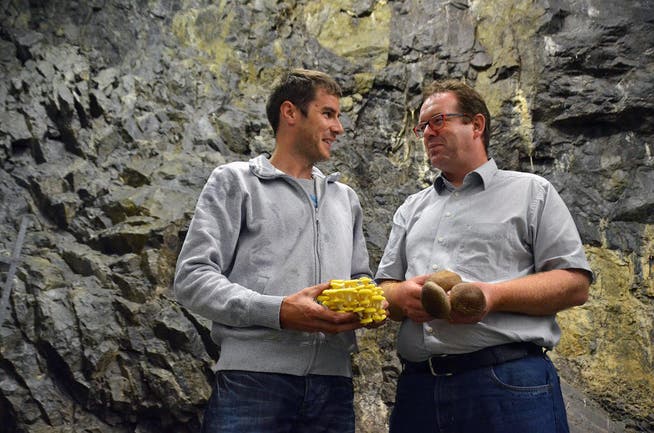 Höhlengewachsen: Alex Lussi (links) mit gelben Austern-Seitlingen (Pleurotus), Markus Stutz mit Shii-Take. Die Pilze sind bereits in der neuen Anlage im Rotzloch gediehen. (Bild: PD)