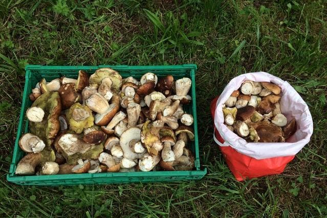 In Schüpfheim wurde ein Pilzsammler angehalten, welcher trotz Schonzeit elf Kilo Steinpilze gesammelt hatte. (Bild Luzerner Polizei)