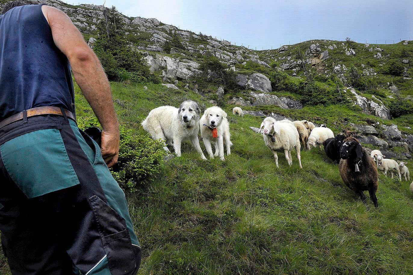 WOLFSKONZEPT: Handlungsbedarf Beim Herdenschutz