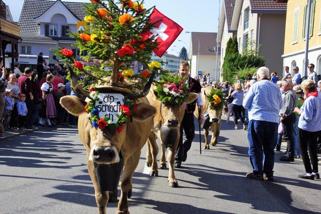 Alpabfahrt im Entlebuch: Festlich geschmückte Kühe ziehen durchs Dorf. (Symbolbild) (Bild: PD)