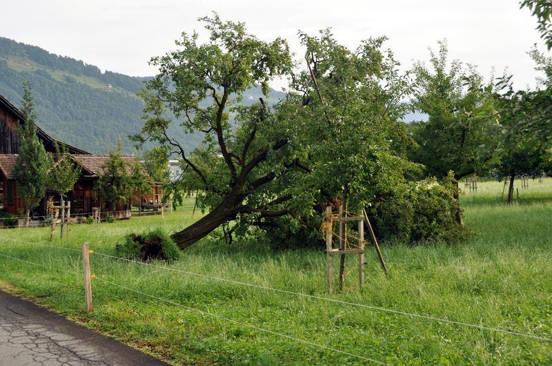 Ein ausgerissener Baum in Oberdorf. (Bild: Oliver Mattmann / Neue NZ)