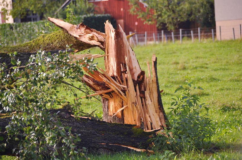 Das Gewitter mit Sturmböen hat am 6. August in Stans ganze Bäume ausgerissen. (Bild: Oliver Mattmann / Neue NZ)