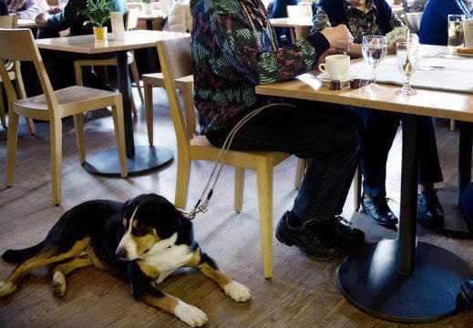 Isolere Opstå Overleve STIL: Dürfen Hunde ins Speiselokal mitgebracht werden?
