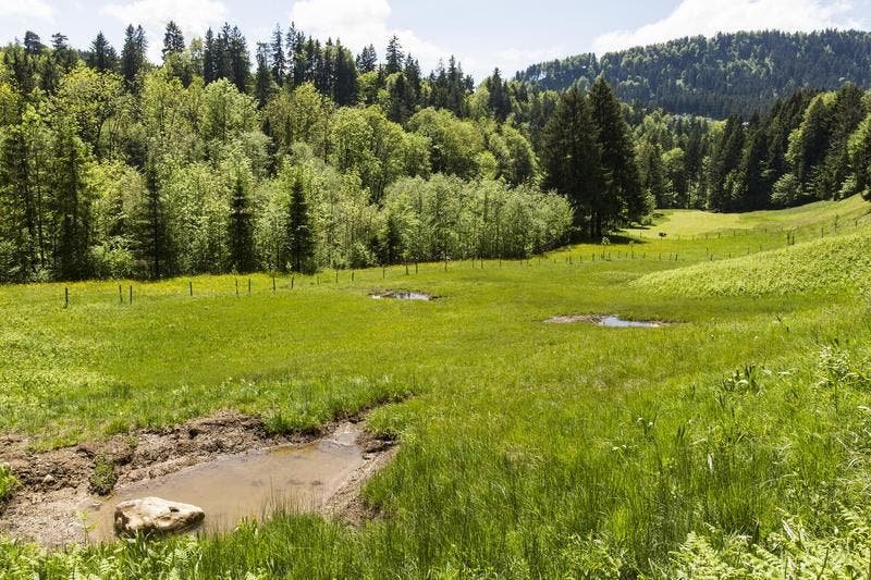 Thema des diesjährigen Preises war der Schutz der in der Schweiz stark gefährdeten Amphibien. Ausgezeichnet wurde das «Vernetzungsprojekt Höfe» in der Ausserschwyz, bei dem Bauern auf ihrem Land mit neuen Teichen und Tümpeln grössere, bestehende Laichgebiete miteinander verbanden. (Bild: PD / Beat Hauenstein / Pro Natura)