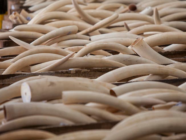 Bis Ende 2017 will China den Handel mit und die Verarbeitung von Elfenbein verbieten. (Archiv) (Bild: KEYSTONE/EPA/ALEX HOFFORD)