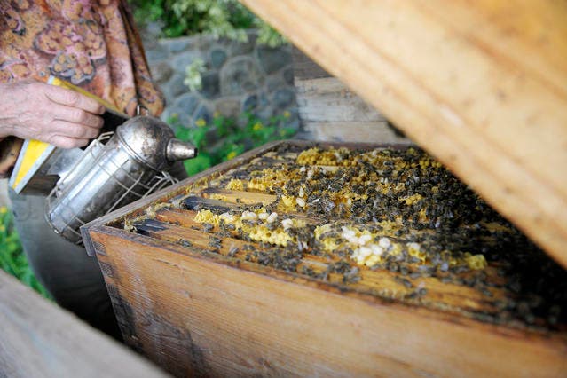 Die Bienen sind von Krankheiten bedroht. (Bild Pius Amrein/Neue SZ)