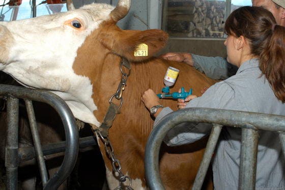 Tierärztin Chantal Häusermann impft eine Kuh gegen die Blauzungenkrankheit. (Bild Daniela Bellandi/Neue SZ)