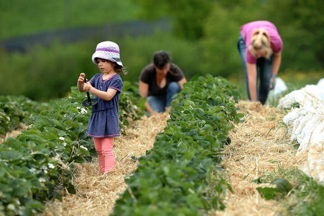 Auf dem Bauernbetrieb von Dominik und Irmgard Thürig in Eich verteilen Landwirtschaftsangestellte Stroh, um die Erdbeeren zu schützen. Vorne links ist Tochter Selina Thürig zu sehen. (Bild Nadia Schärli)